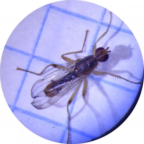 Norellia spinipes